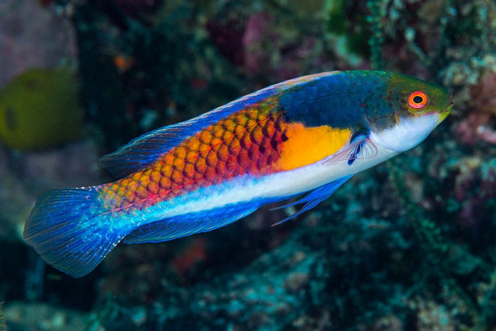 Wrasse - Blue-Side Fairy