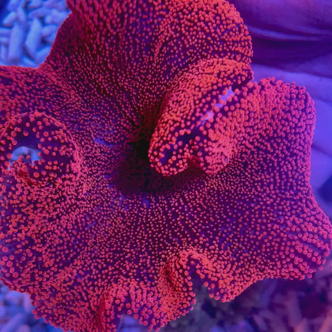 Anemone Carpet (Stichodactyla sp.)