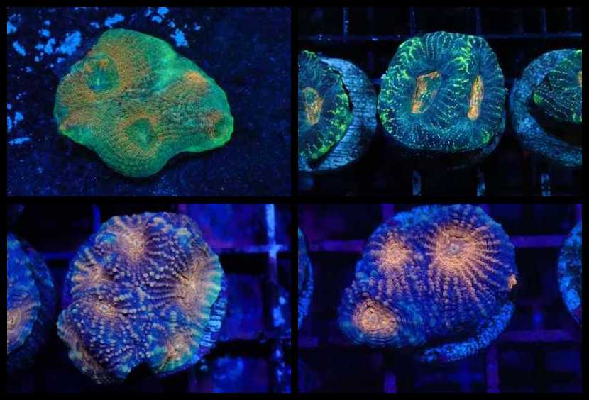 Aquacultured Coral Frags