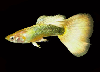 Guppy German Yellow Male