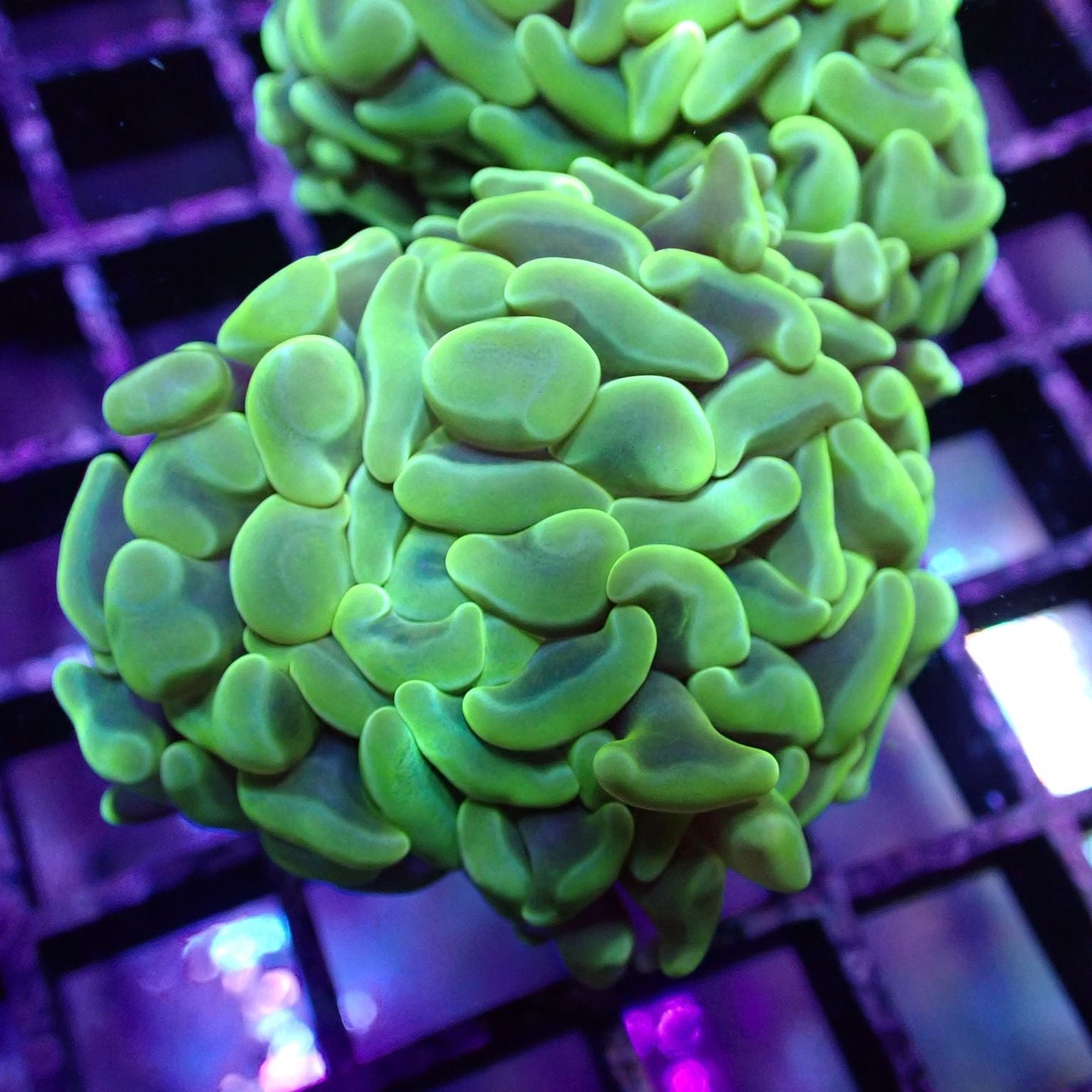 Euphyllia/Fimbriaphyllia POLYPS (Hammer, Torch, Frogspawn sp.)