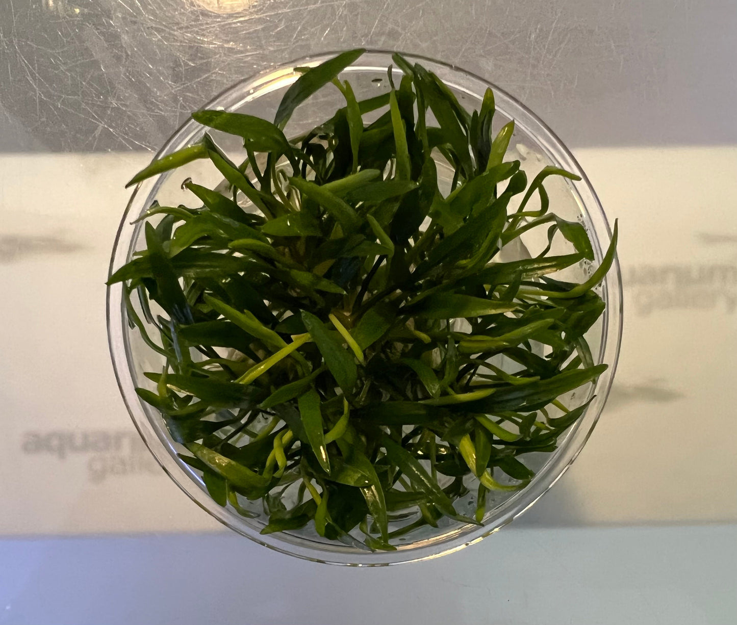 TC Cryptocoryne lucens