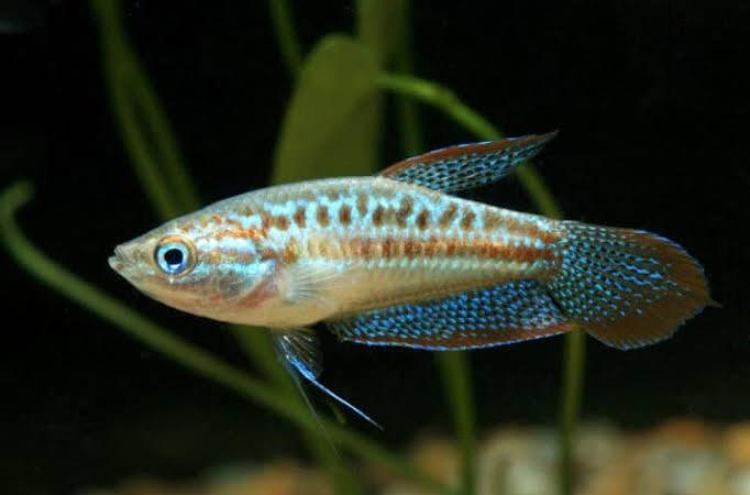 Gourami Sparkling