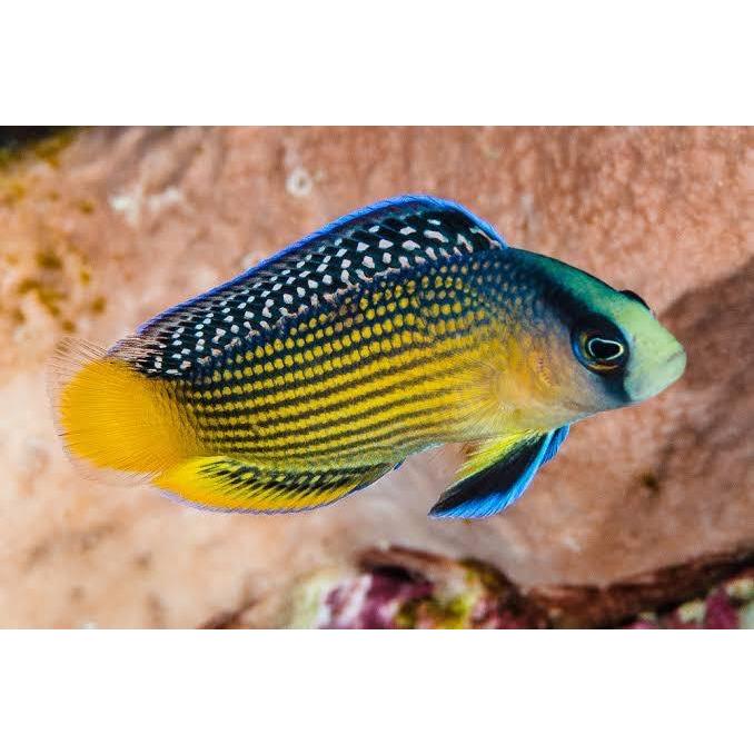 Dottyback - Splendid *Captive Bred*