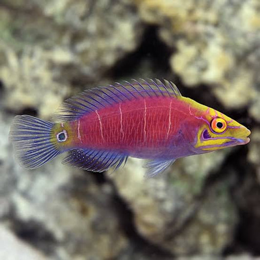 Wrasse - Mystery "Very Rare" (Special Order)