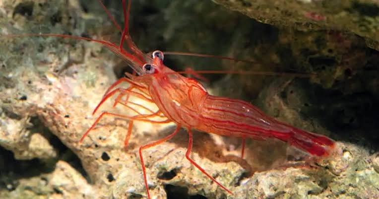 Shrimp Peppermint - Lysmata Wurdemanni (Saltwater species)