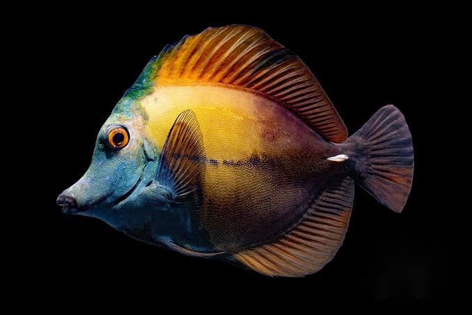 Tang Blue Faced Koi "Very Rare" (Special Order)