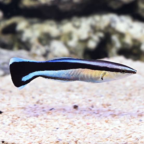 Wrasse - Bluestreak Cleaner (Labroides dimidiatus)