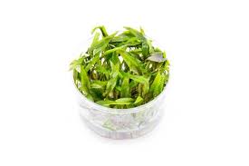 TC Cryptocoryne petchii