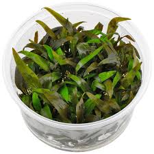 TC Cryptocoryne wendtii 'Green Gecko'