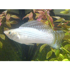 Molly - Sailfin Assorted Colours