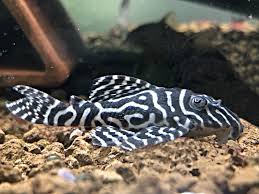 Pleco King Tiger L333 Aquarium Gallery
