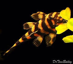 Pleco - Butterfly Clown L168 7cm