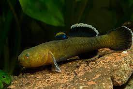 Goby - Desert (Chlamydogobius eremius)