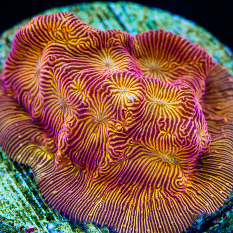 Aquacultured Coral Frags