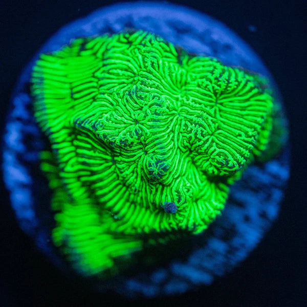 Aquacultured Coral Frags