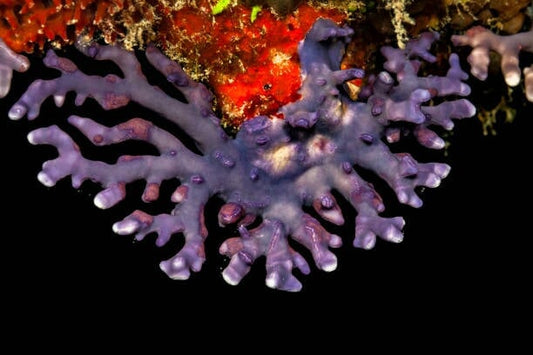 Lace Coral Purple