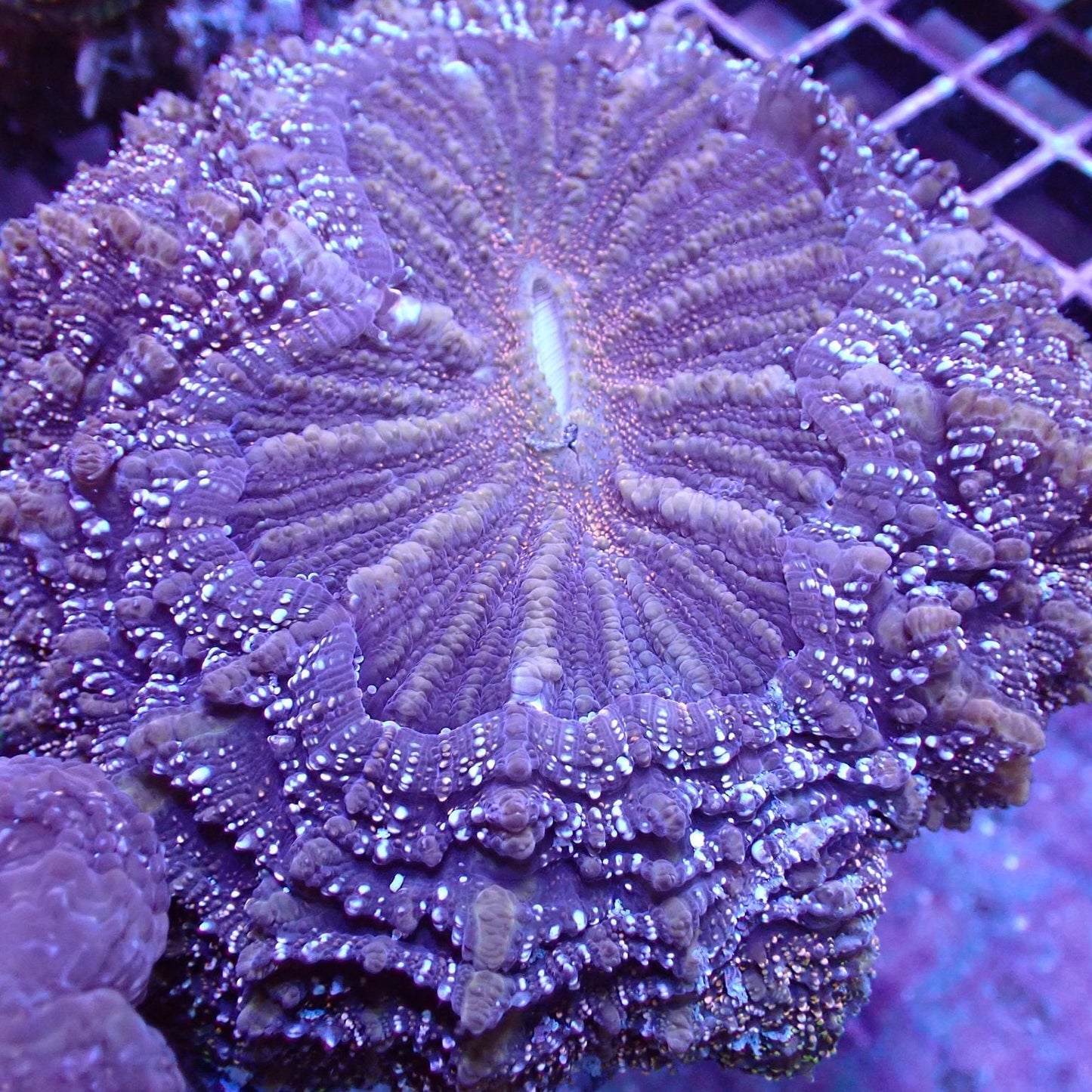 Meat Deshi Corals (Acanthophyllia sp.)