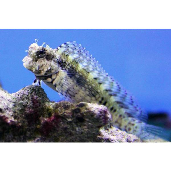 Blenny - Lawnmower (Triple Spot) "Algae Eater"