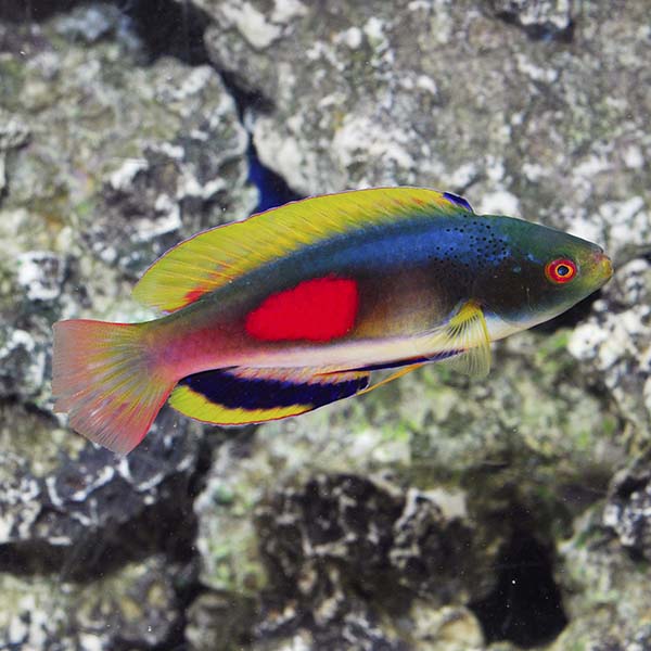 Wrasse - Scotts Rainbow Fairy