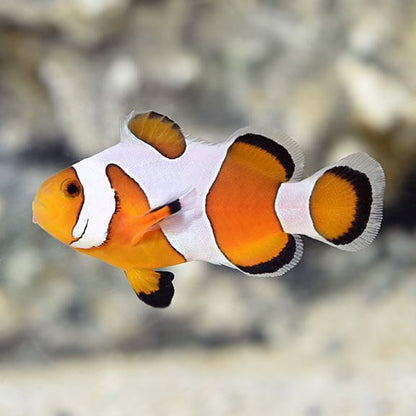 Clownfish - Premium Da Vinci (Amphiprion ocellaris) PAIR *Captive Bred*