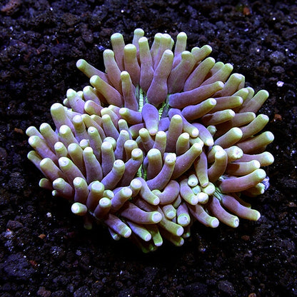 Disk Corals (Fungia/Heliofungia/Herpolitha sp.)