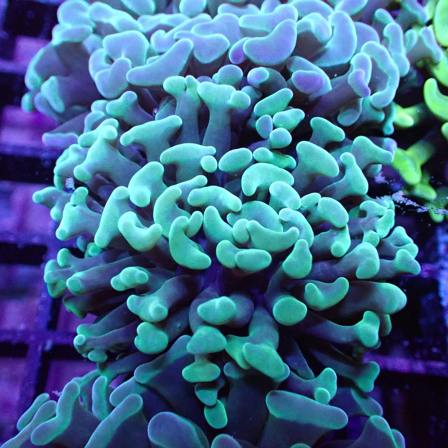 Euphyllia/Fimbriaphyllia POLYPS (Hammer, Torch, Frogspawn sp.)