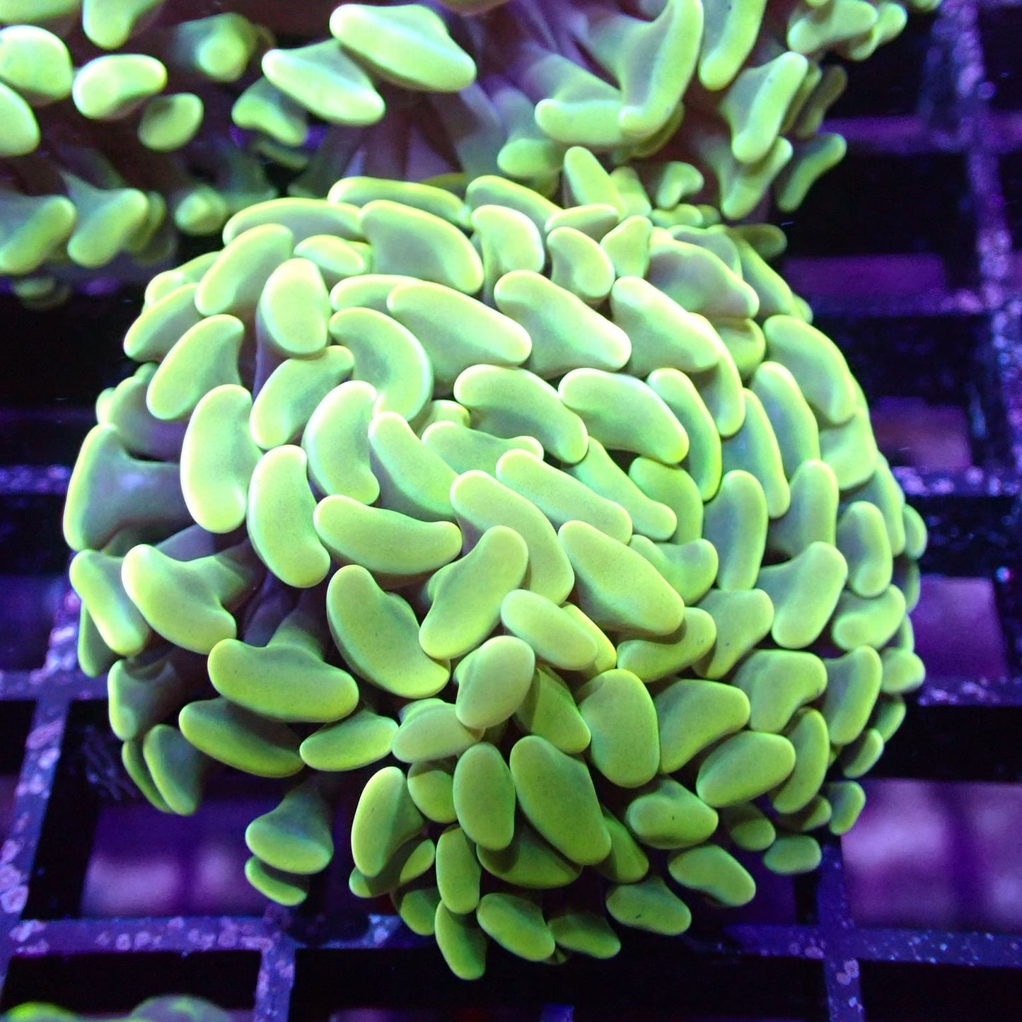 Euphyllia/Fimbriaphyllia POLYPS (Hammer, Torch, Frogspawn sp.)