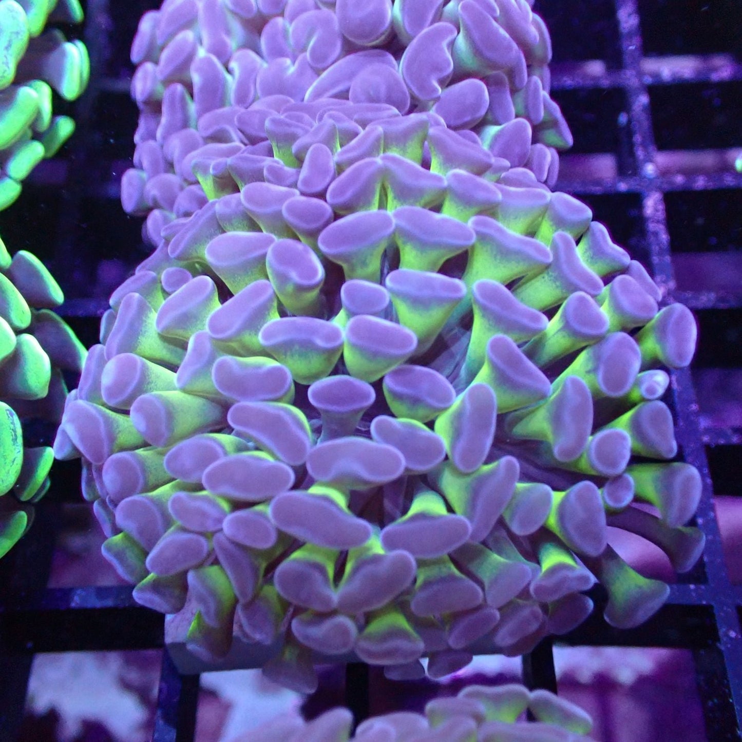 Euphyllia/Fimbriaphyllia POLYPS (Hammer, Torch, Frogspawn sp.)
