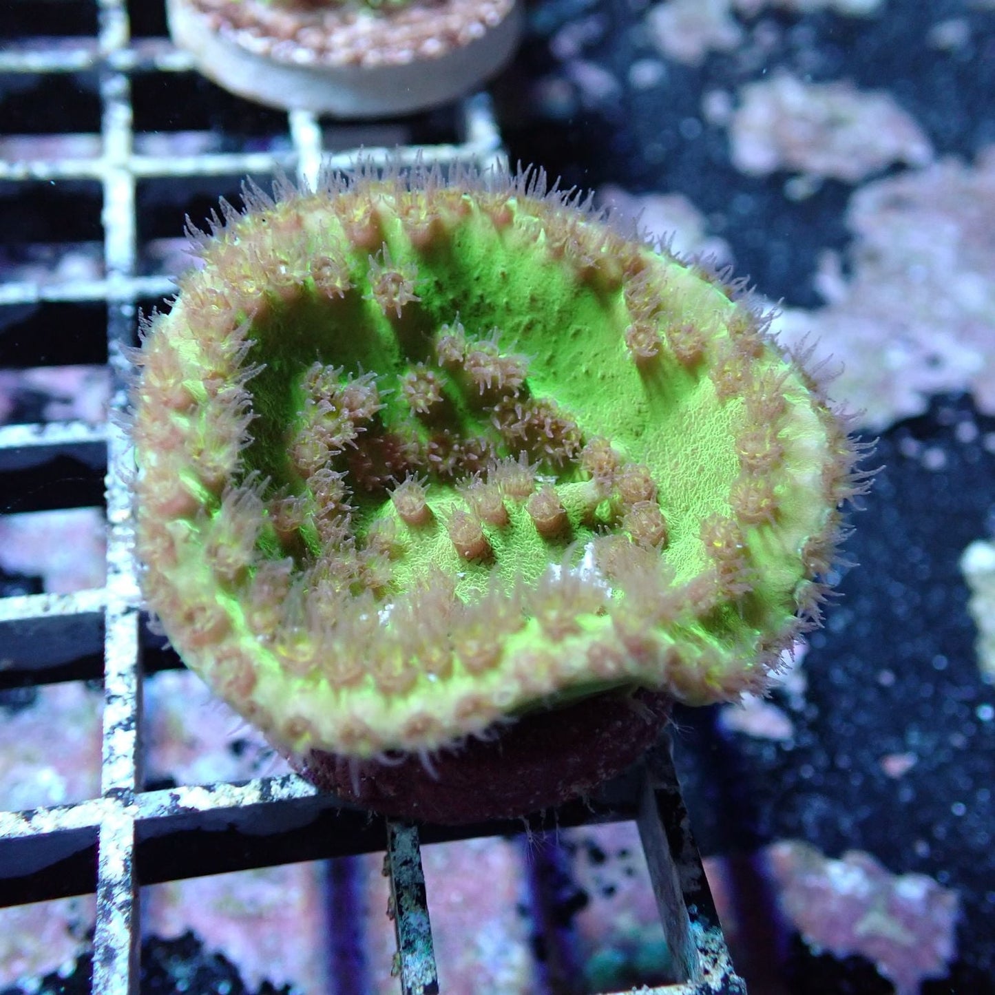 Aquacultured Coral Frags