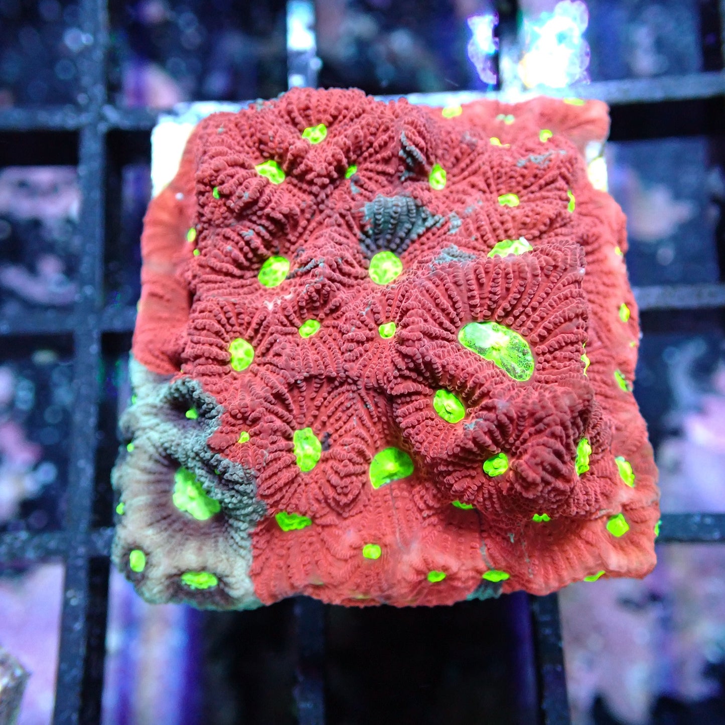 Aquacultured Coral Frags