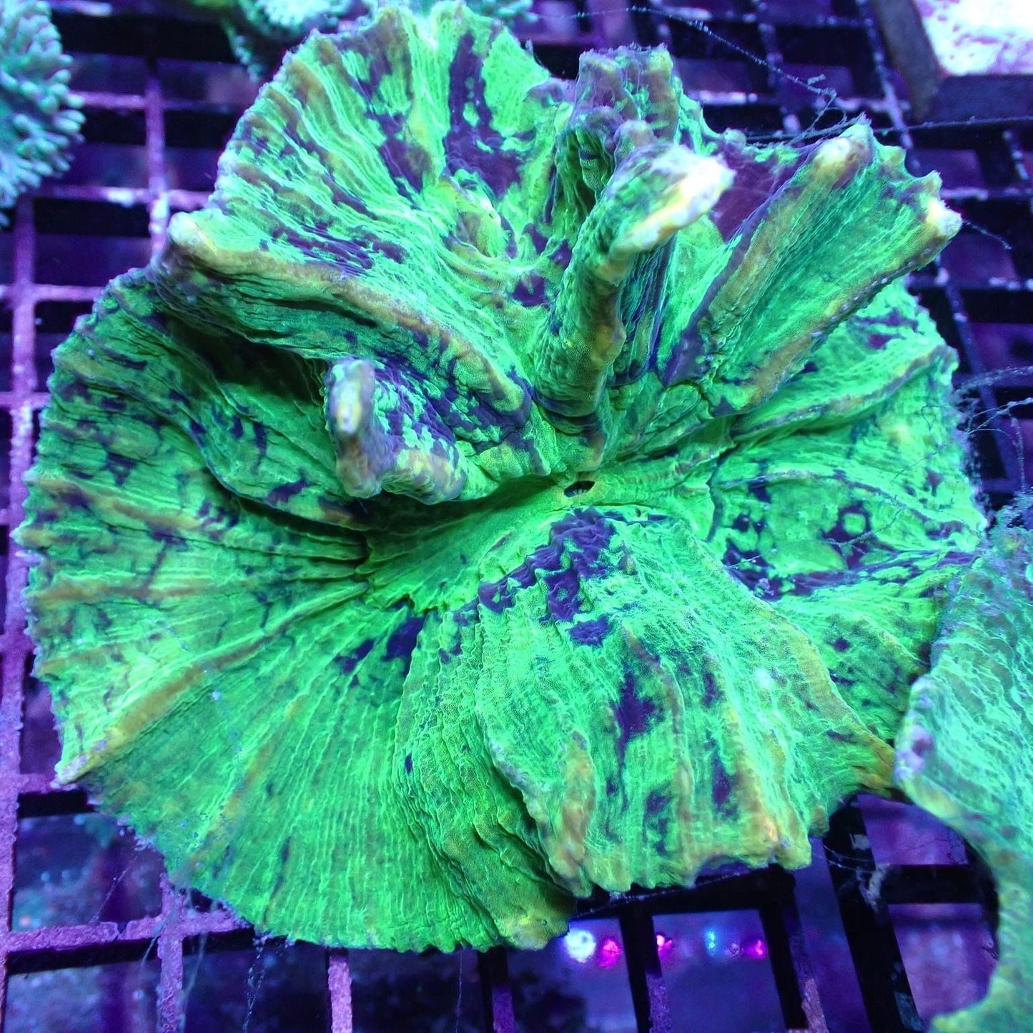 Lettuce Corals (Pectinia sp.)