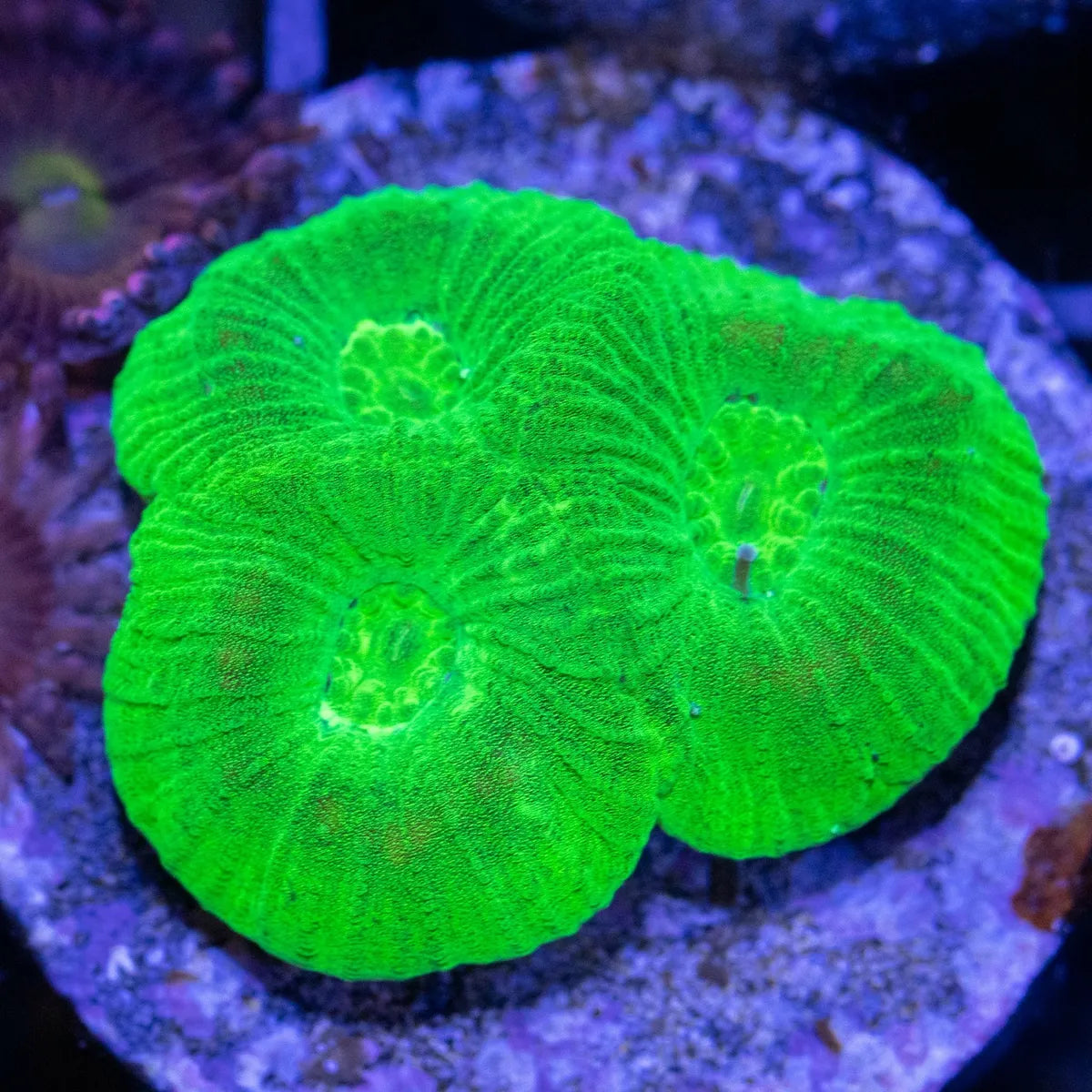 Aquacultured Coral Frags