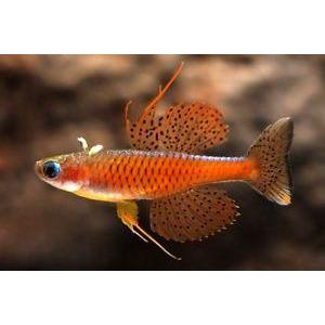 Blue Eye - Red Neon (Pseudomugil luminatus)