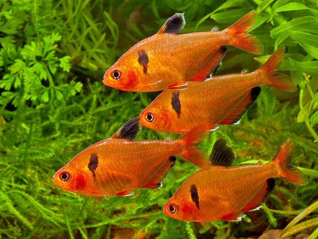 Tetra Serpae