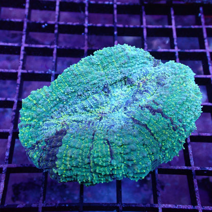 Lobed Brain Corals (Lobophyllia, Symphyllia sp.)