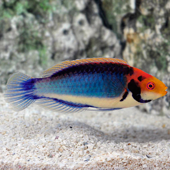 Wrasse - Soloren (Cirrhilabrus solorensis)