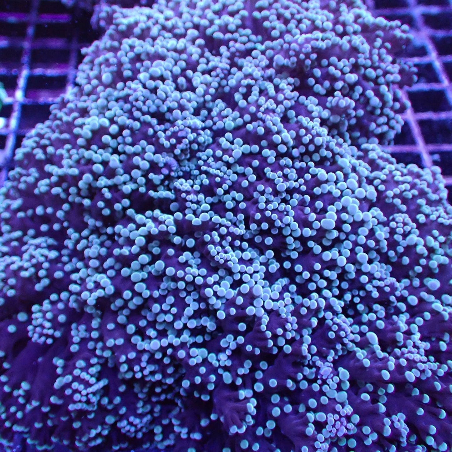 Frogspawn Corals (Fimbriaphyllia sp.)