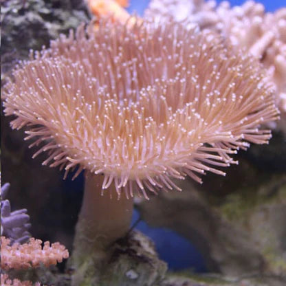 Toadstools (Lobophytum, Sarcophyton sp.)