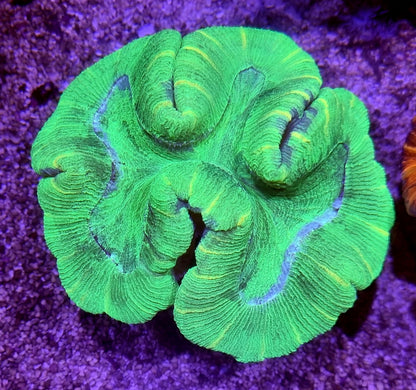 Open Brain Corals (Trachyphillia sp.)