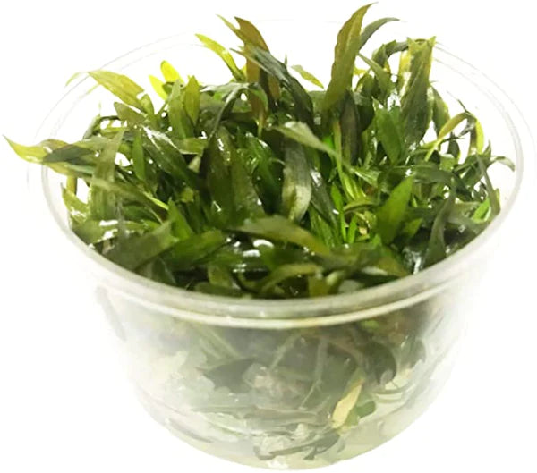 TC Cryptocoryne 'Tropica'