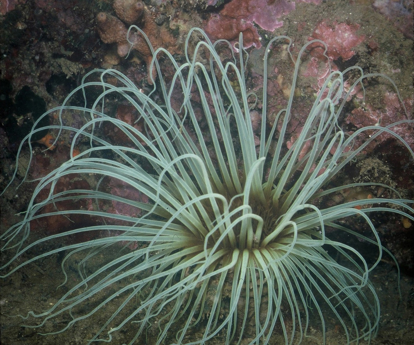 Anemone Tube