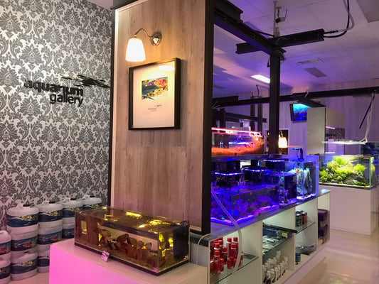 Christmas Trading Hours Reminder for Aquarium Gallery
