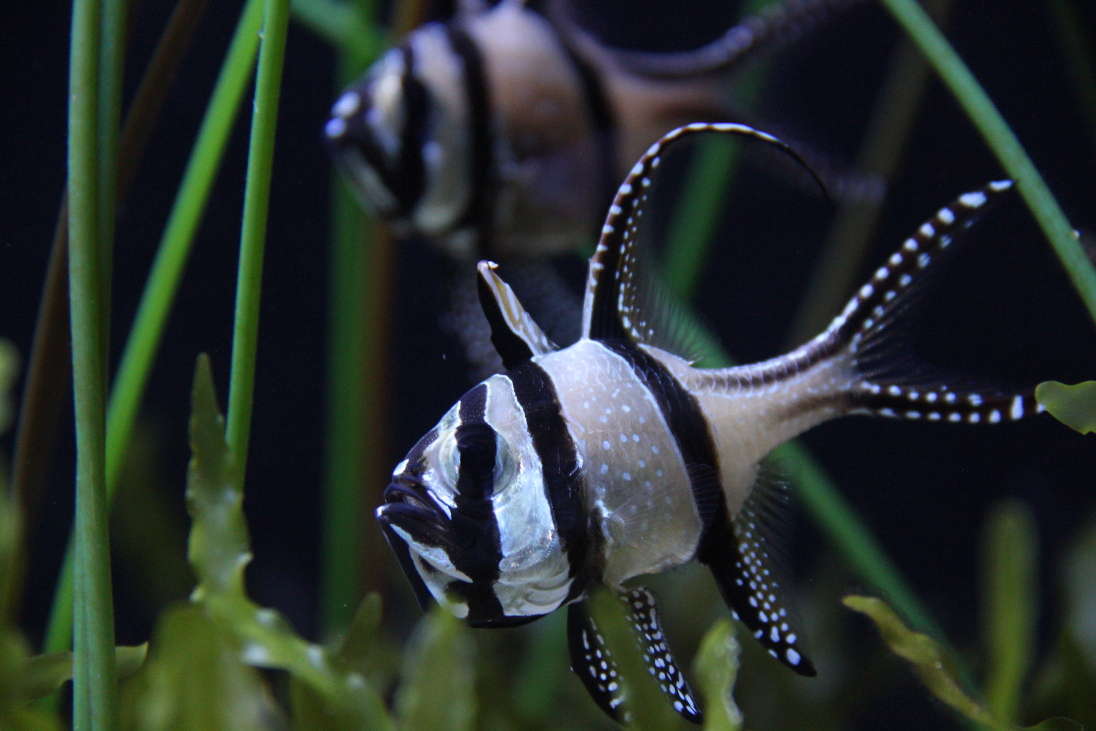 Marine Cardinalfish – Aquarium Gallery