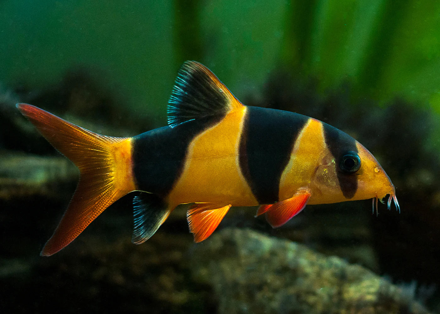 Java Loach Freshwater Loach – Aquarium Gallery