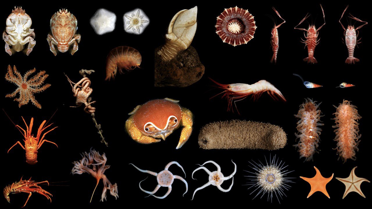 Marine CleanUp Crew Aquarium Gallery