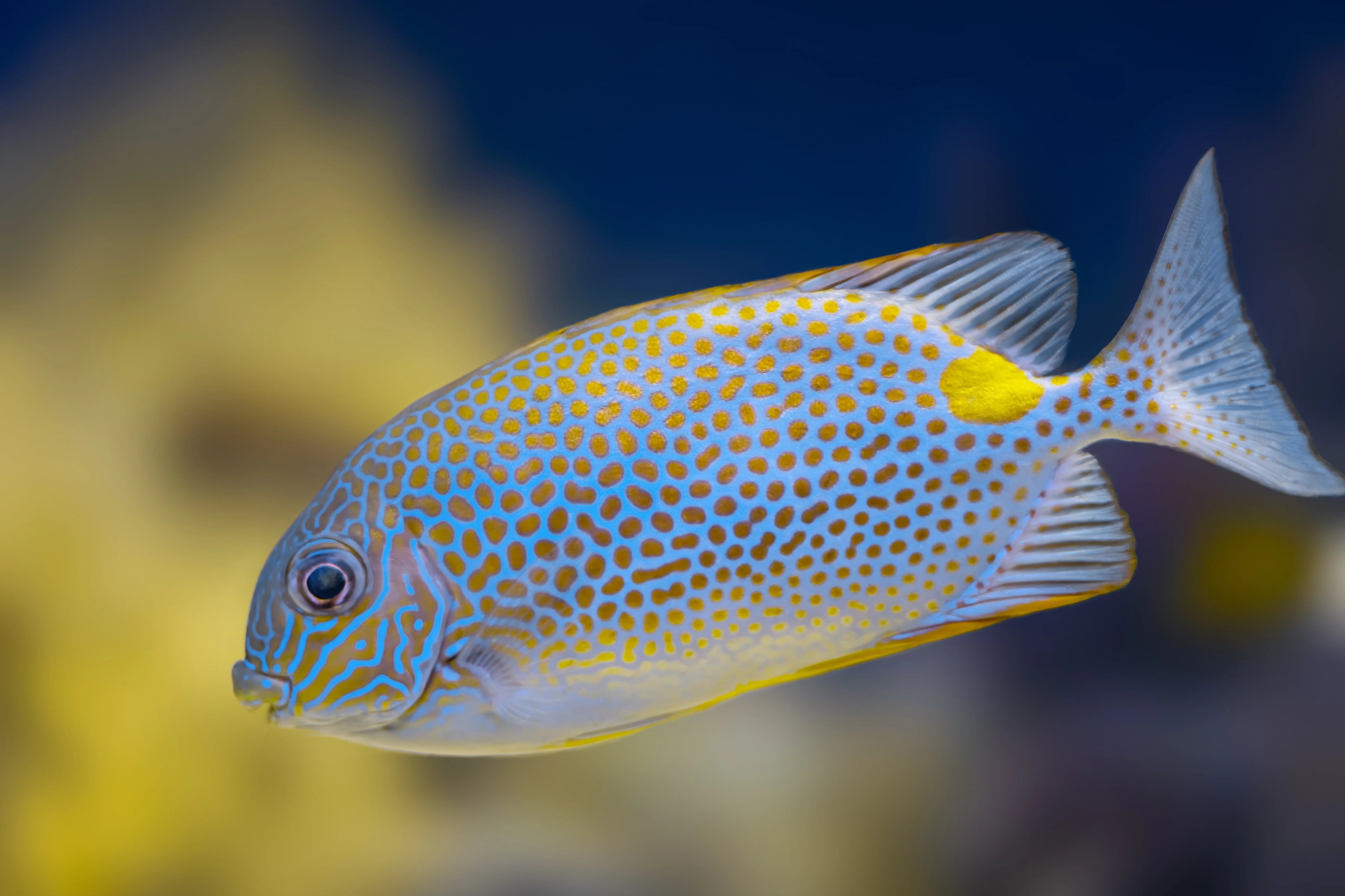 Marine Rabbitfish – Aquarium Gallery