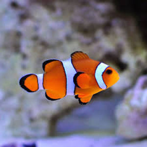Clownfish - Ocellaris Orange Full-Band (Amphiprion ocellaris) *Captive Bred*