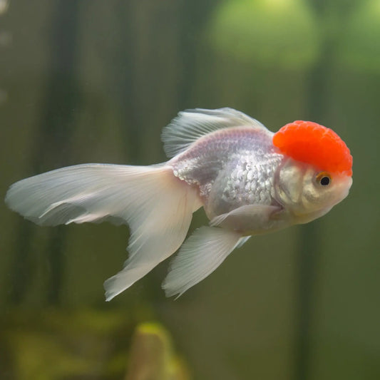 Goldfish - Oranda Red Cap 5cm