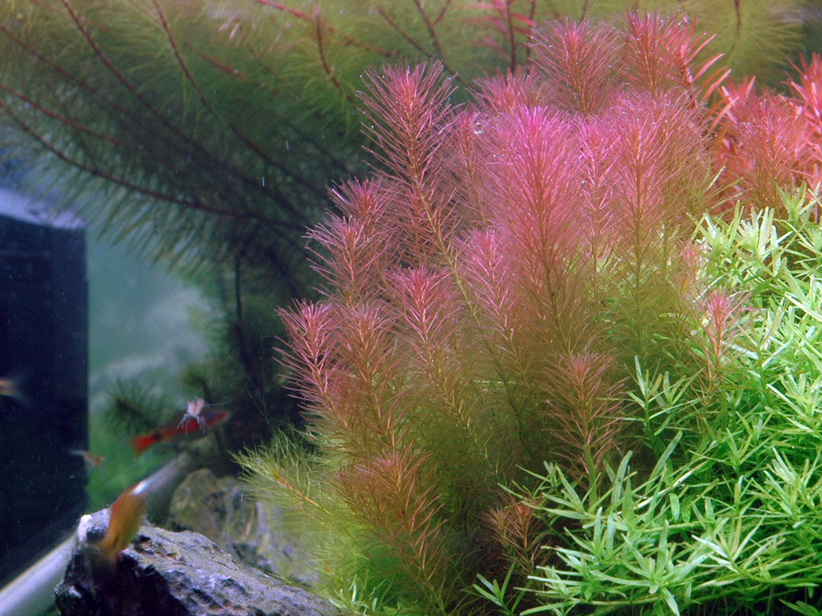 Rotala wallichii